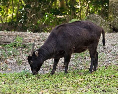 Lowland Anoa - Habitat, Wildlife Animals