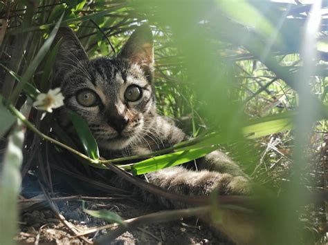 Premium Photo Portrait Of A Cat Lying On Land