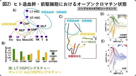 ヒト造血幹細胞による幹細胞制御機構の分子メカニズムが明らかに 難治性血液疾患の発症機序の解明へ期待 2021年3月25日 エキサイトニュース