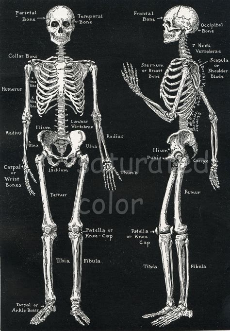 Human Skeleton Anatomy Vintage 1940s High Res DIGITAL IMAGE Diagram Bones Bony Scaffolding of ...