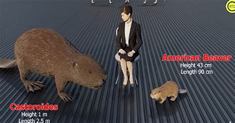 Video Shows Size Comparison Of Animals And Their Extinct Counterparts ...