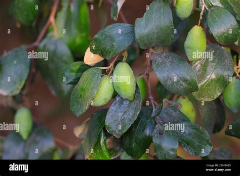 Large Groups Of Long Jujube Fruits Hanging Under Plant With Green