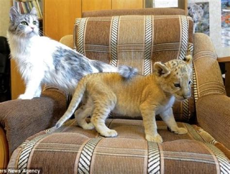 An adorable baby liger befriends a cat - Yummypets