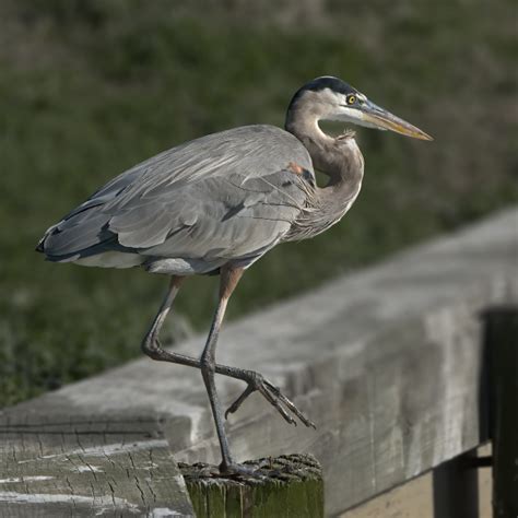 Free Images Water Bird Wing Animal Wildlife Beak Fauna