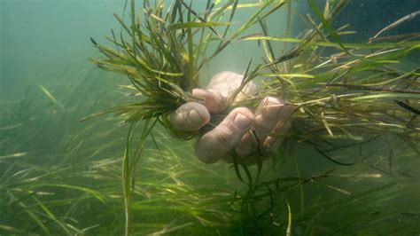 Seagrass restoration project brings back a crucial ecosystem ...