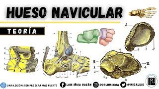 Anatom A Hueso Navicular O Escafoides Caras Bordes A Doovi