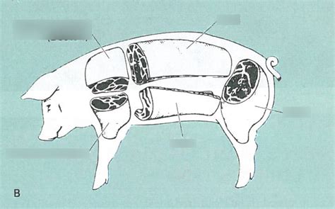 Wholesale Pig Cuts Diagram | Quizlet