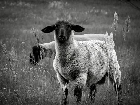 Sheep Meadow Black And White - Free photo on Pixabay - Pixabay