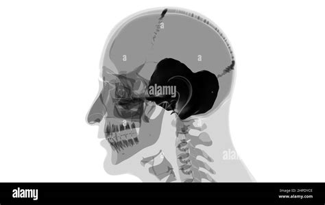 Human Skeleton Skull Temporal Bone Anatomy For Medical Concept 3D