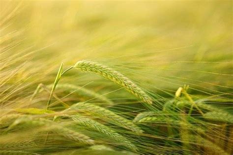 Çimlenmiş Buğday ve Arpanın Faydaları alternatifsifa Bitkisel Şifa