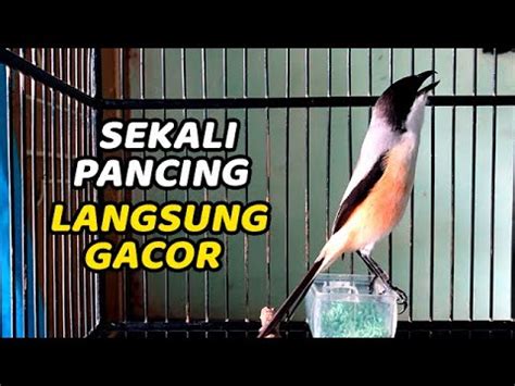 MASTERAN CENDET GACOR 100 AMPUH BIKIN PENTET CEPAT GACOR PANCINGAN