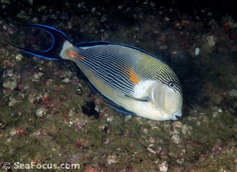 Surgeonfish – image gallery | marine species information | diving ...