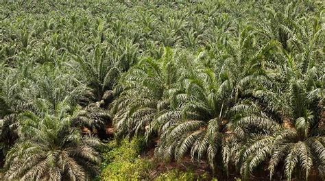 Oil Palm Plantation Expenses Max Oliver