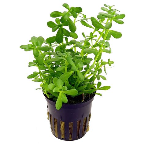 Bacopa monnieri 'Compact' | Aquasabi - Aquascaping Shop