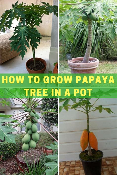 How To Grow Papaya Tree In A Pot Home Gardeners