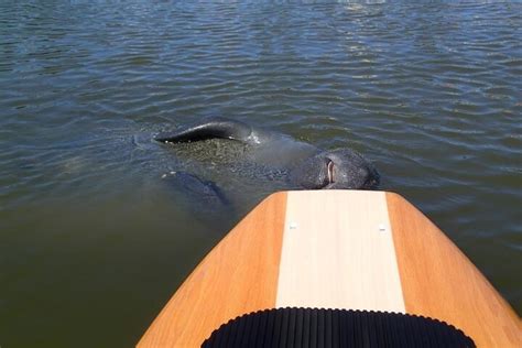 Merritt Island Dolphin And Manatee Adventure Explore Cocoa Beach S