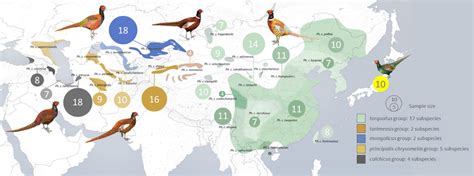 Genetics Suggest Common Pheasant May Be Three Species Birdguides