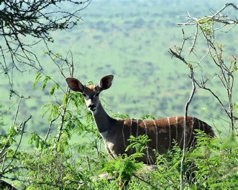 Lesser Kudu Animal Guide - Facts About the Striped Antelope From Africa