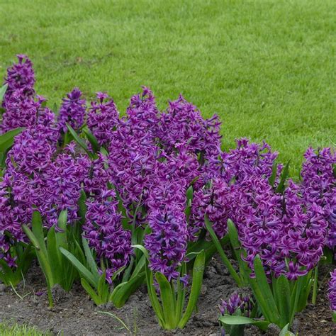 Purple Hyacinth Flower