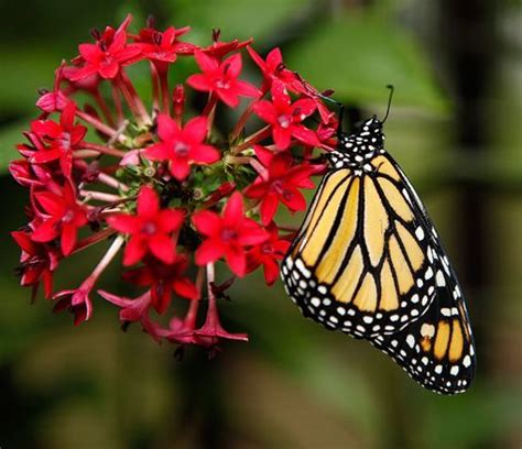 92 Best Butterfly Nectar Plants Images On Pinterest Flower Gardening