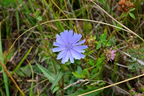 Premium Photo Blue Flower Of Blooming Chicory Plant Isolated On The