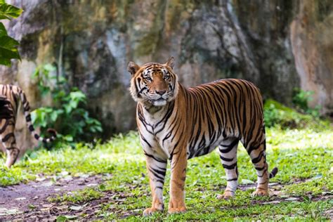 Sumatran Tiger Vs Siberian Tiger