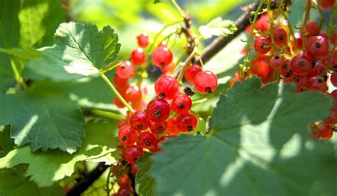 Descubre Los Beneficios De Las Plantas De Grosellas Para Tu Salud