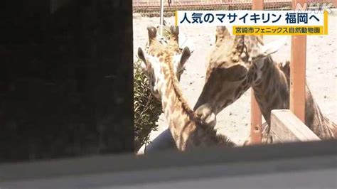 宮崎で人気のマサイキリンが福岡の動物園にやってくることに｜nhk 福岡のニュース