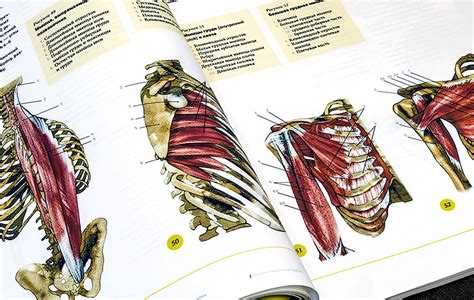 anatomic illustration  behance
