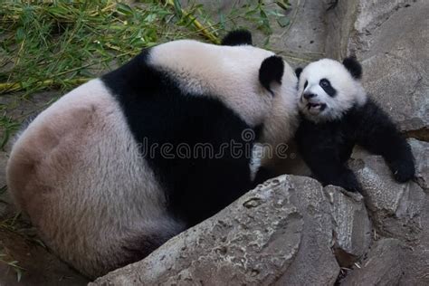 A Baby Panda Plays with Its Mother Stock Photo - Image of happy, bamboo ...