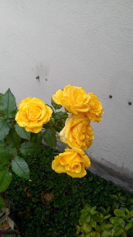 Hermosas Rosas Amarillas Con Gotas De Rocio Del Jardin De Elvia