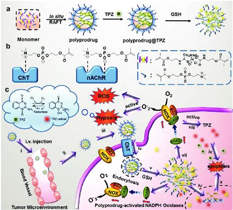 schematic diagram   synthesis  functions   polyprodrug  tpz