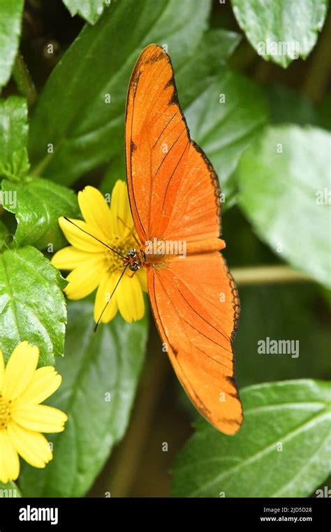 Dryas Iulia Julia Butterfly Hortus Botanicus Botanical Garden In