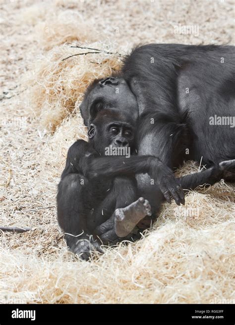 Female gorilla with baby Stock Photo - Alamy