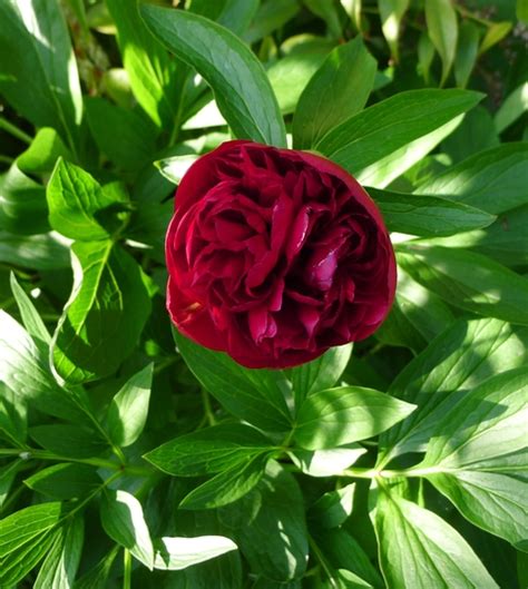 Paeonia Officinalis Rubra Plena 2015 Grows On You