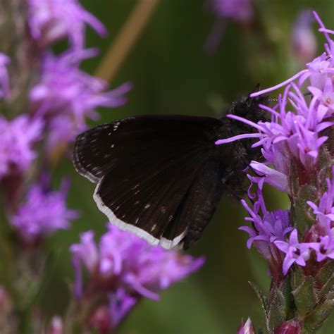 Photographs from Colorado | Butterflies and Moths of North America