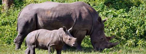 Days Murchison Falls National Park Ziwa Rhino Safari Getyourguide