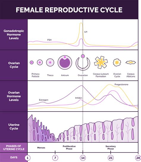 Ovulation Dysfunction & Infertility New Orleans LA | The Fertility ...