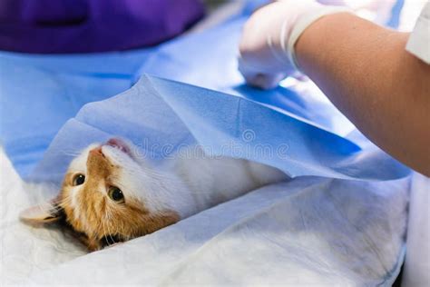 Cat On Surgical Table During Surgeon Castration In Veterinary Clinic On