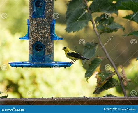 Gold Finch Feeding At Blue Bird Feeder In Summer In Minnesota Stock