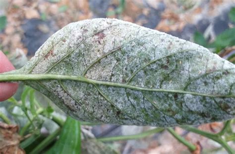 The Best Home Remedies For Powdery Mildew Global Gardening Secrets