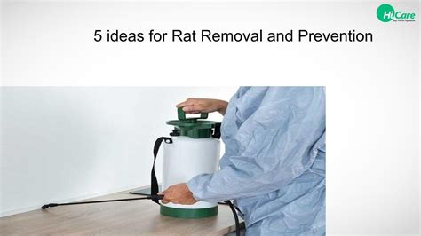 5 Ideas for Rat Removal and Prevention by Pest Control - Issuu