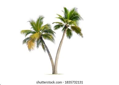 Palm Tree White Background