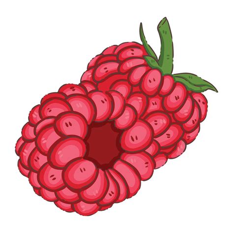 Rasberry fruit food 66190566 Vector Art at Vecteezy