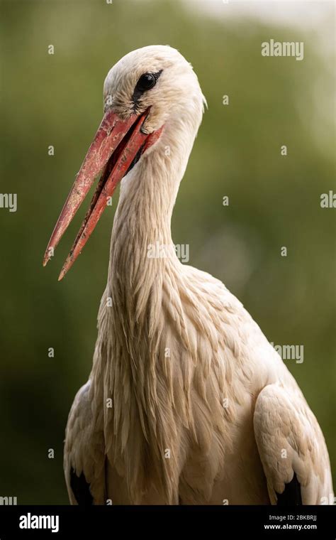 White Stork In The Forest Alsace Stock Photo Alamy