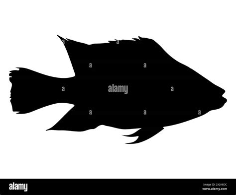 Tilapia Fish Silhouette Vector Art Stock Vector Image Art Alamy