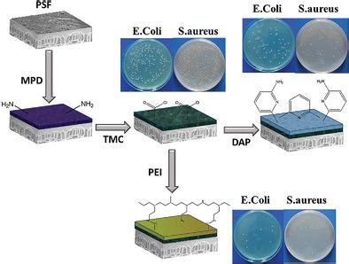 Antibacterial Thin Film Composite Polyamide Membranes Prepared By