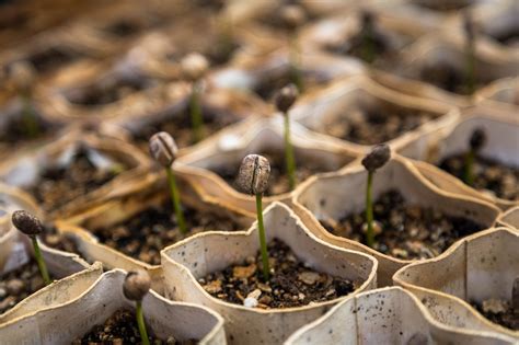 Come Effettuare La Semina In Semenzaio Consigli Utili Il Germoglio