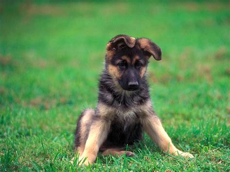 怎样才能养好德牧犬？德国牧羊犬的一些喂养常识