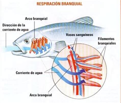 Biología Y Geología 1º Eso Peces Vertebrados